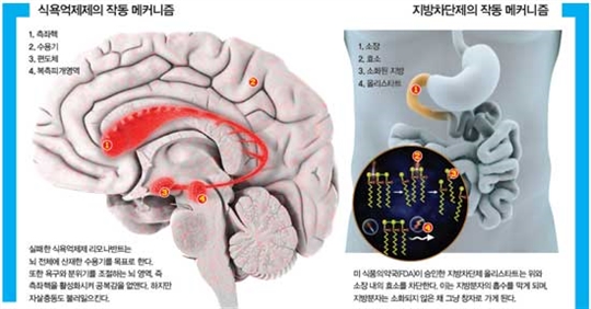 마법의 비만치료제를 찾아서