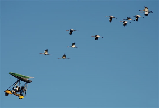 겨울 나는 법 배우는 철새