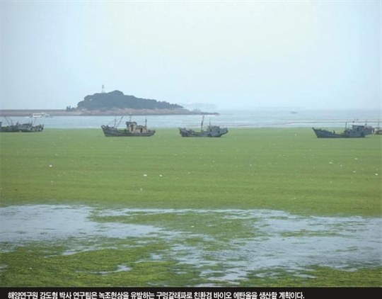 천연 휘발유 생산 공장, 해조류