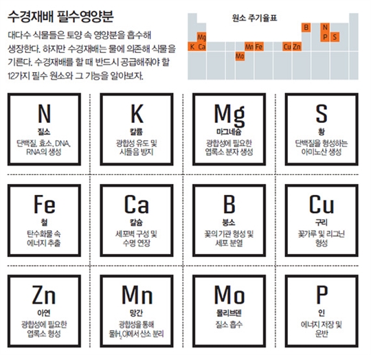 가정용 창문 농장