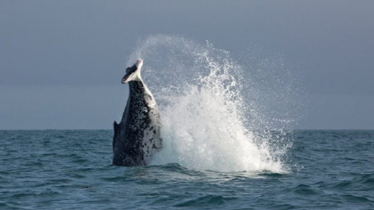 꼬리 없는 혹등고래가 자맥질하고 있다. /사진제공=BBC