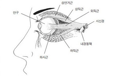 눈의 구조. 4개의 직근과 2개의 사근이 시신경과 연결되어 있다