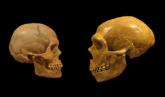 현생 인류인 호모 사피엔스의 두개골(왼쪽)과 네안데르탈인의 두개골(오른쪽).