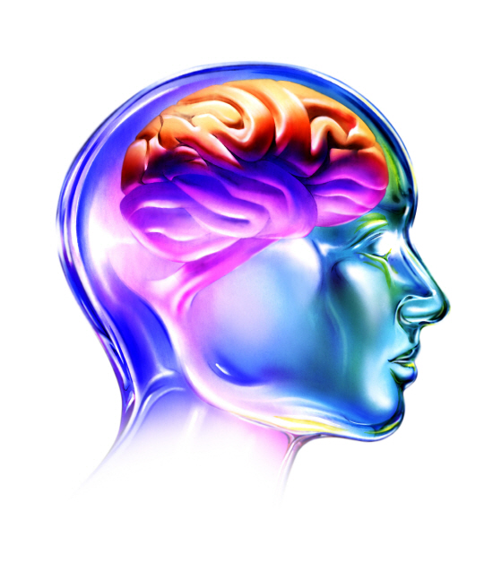 기억 상실 증후군이 뉴런 수용체인 AMPA 수용체와 관련 있다는 연구 결과가 나왔다. 머리 내부 뇌 모습./출처=이미지투데이