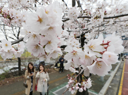 시민들이 지난 3일 만개한 벚꽃을 보며 즐거워하고 있다./ 연합뉴스