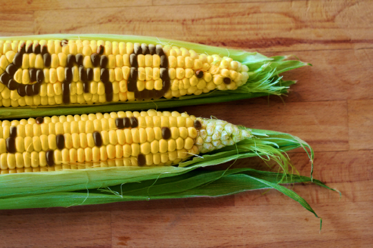 GM 옥수수는 우리나라에서 가장 많이 수입한 GMO로 전분과 액상과당, 올리고당 등 감미료로 가공돼 수많은 식품에 들어간다.