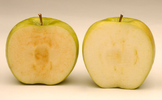 시간이 지나면 갈색으로 변하는 보통 사과(왼쪽)와 갈변하지 않는 사과 ‘악틱 애플즈’(오른쪽)