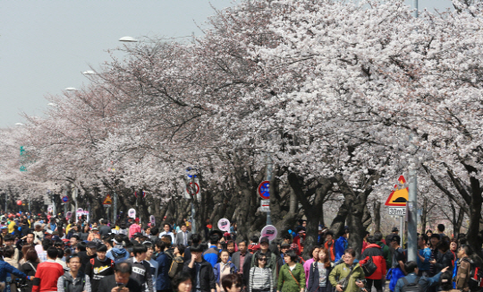 여의도 벚꽃 축제가 개막한 지난 5일 벚꽃을 보기 위해 인파가 몰려 있다. /연합뉴스