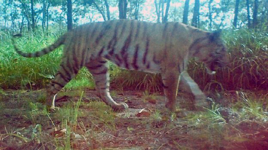 캄보디아에서 야생 호랑이가 발견됐다.  /사진=BBC