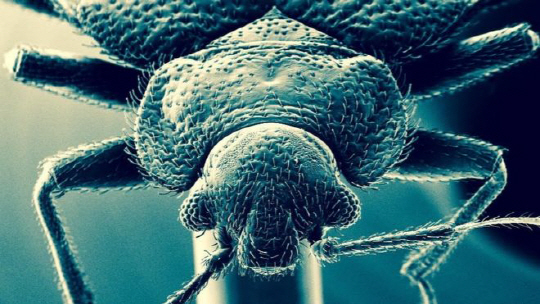빈대의 전자현미경 사진. 껍질인 큐티클을 두껍게 하는 방법으로 살충제에도 살아 남았다. /사진=BBC