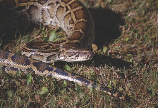 사진 속 버마왕뱀은 플로리다주에서 포획된 것으로 길이가 5.5m에 이른다. 최대 6m 까지 자랄 수 있는데, 몸길이 2.5m 만 돼도 최상위 포식자로 군림한다.