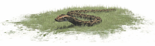 2016년 플로리다주 버마왕뱀 챌린지에서는 총 102마리가 포획됐고, 가장 큰 녀석의 길이는 4.5m였다.