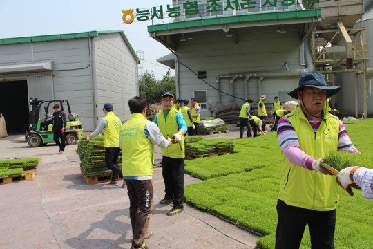 NH농협은행 경영지원·신탁본부 임직원들이 지난 22일 경기 여주시 능서면에 위치한 벼자동화육묘장을 찾아 농촌일손돕기 봉사활동을 하고 있다. 이번 봉사활동은 영농철을 맞아 범농협 차원에서 진행하고 있는 농촌일손돕기의 일환으로 실시됐으며 농협은행은 앞으로도 농업·농촌·농민을 위한 봉사활동에 적극 나설 계획이다./사진제공=NH농협은행