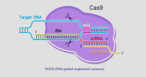‘크리스퍼 유전자가위’ 모식도. 가이드 RNA가 목표 DNA의 염기서열을 찾아 결합하면 제한효소인 ‘카스-9’(Cas-9)이 그 염기서열을 절단한다. /사진제공=IBS 유전체교정연구단