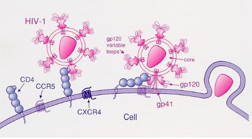 에이즈 바이러스인 HIV가 수용체인 CCR5와 결합해 인간 면역세포에 침입하는 과정을 보여 주는 그림. /사진=구글