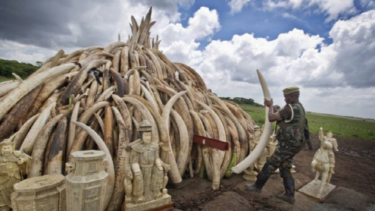'아프리카 코끼리 살리자' 주변국 정상회담 열려