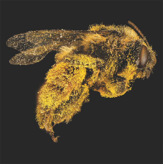 꿀벌은 딸기와 토마토, 사과나무 등의 작물에 균류를 옮길 수 있다.