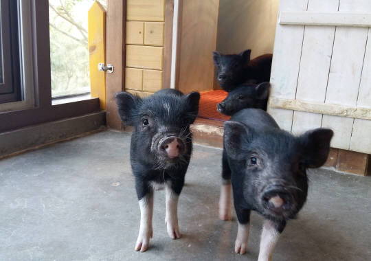 이천의 돼지박물관은 세계에서 두 개뿐인 돼지를 테마로 한 박물관이다.