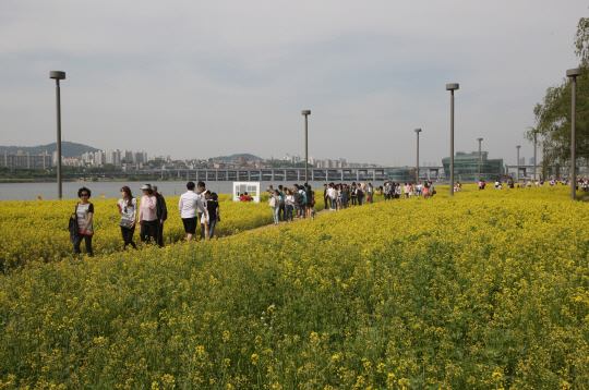 지난해 열린 한강 서래섬 유채꽃 축제에서 참가자들이 유채꽃밭을 거닐고 있다. /사진제공=서울시