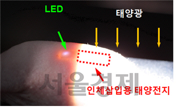 LED와 결합된 유연 인체삽입용 태양전지를 쥐에 삽입. 태양전지에 조사된 유사 태양광을 통해 생성된 전력으로 LED가 구동되고 있다./사진제공=미래창조과학부