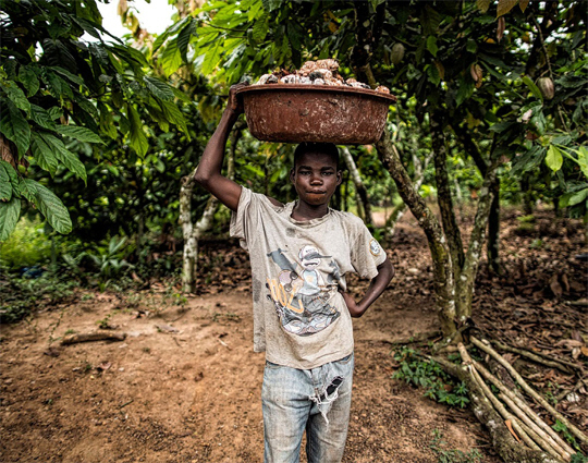 한 소년이 아이보리 코스트에서 방금 수확한 코코아 열매 바구니를 옮기고 있다. 코코아 재배 시기는 주로 10월에서 12월 사이다.