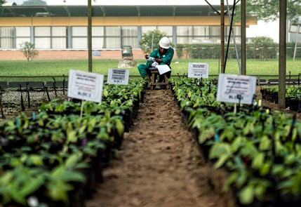 아비장에 위치한 네슬레 연구개발 센터 온실 안에서 한 직원이 샘플을 고르고 있다. 2009년 이후 네슬레는 협력사들과 함께 520만 그루의 묘목을 농부들에게 제공해왔다.