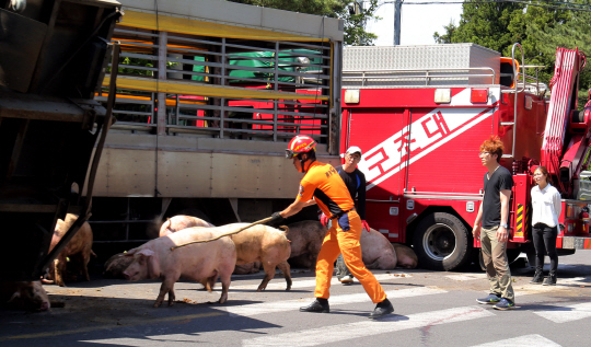 '살려주세요' 도로 난입한 돼지들