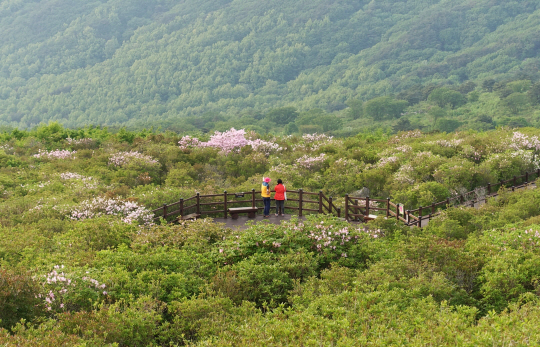 대견사 대웅전 뒤편의 진달래 군락지. 5월 말이라 이미 시들어버린 초췌한 꽃들만 얼기설기 모여 있고 제철 만난 초록이 기세를 올리고 있다.