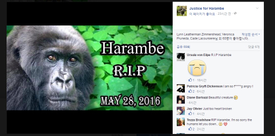 고릴라 하람베의 죽음에 대해 논란이 일고있다./출처=Justice for Harambe 페이스북 페이지 캡처