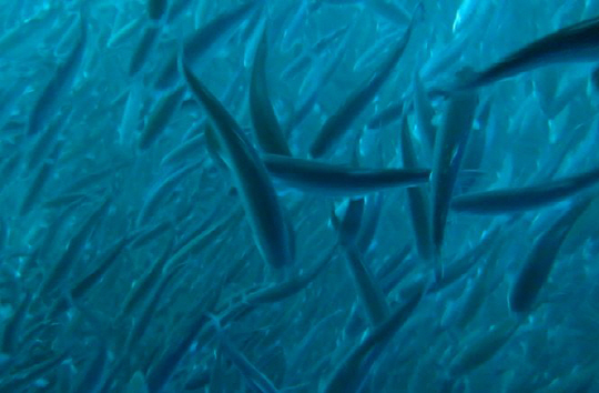 수중 IT센서 탐색기로 들여다본 연어. 은연어 40%, 송어 30%, 대서양연어 30%가 동해 외해 수심 30M아래 서식하고 있다.