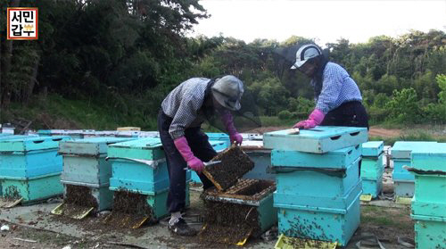 ‘서민갑부’ 양봉으로 5월 한 달에 1억 버는 부부…꿀벌처럼 부지런한 삶 공개