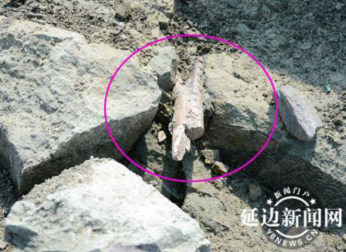 중국 지린(吉林)성 연변조선족자치주에서 중생대 백악기의 것으로 추정되는 공룡화석이 잇달아 발견됐다./연합뉴스