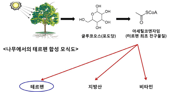 나무에서의 테르펜 합성 모식도. 사진제공=국립산림과학원