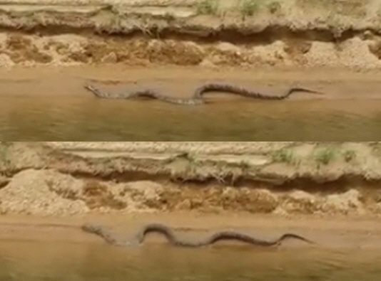안동댐 아나콘다, 배스 낚시 중 발견 거대뱀의 정체는?