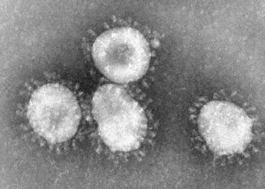 국내에 사는 박쥐에서 메르스 바이러스와 사스 바이러스와 비슷한 바이러스가 검출됐다./출처=구글
