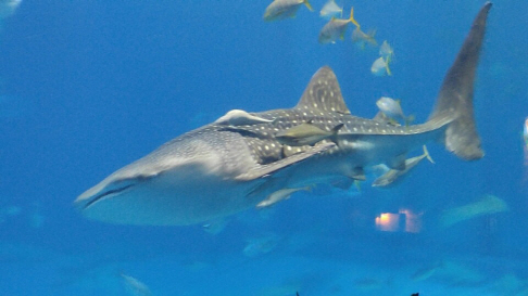 ‘쿠로시오 바다’ 수조에서 유유히 헤엄치는 고래상어의 모습. (츄라우미 수족관 맵코드 553075767*87)/이수민기자