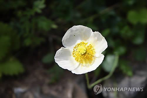 꽃양귀비의 모습./연합뉴스