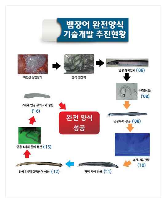 수산과학원, ‘뱀장어 완전양식 기술’ 세계 2번째로 성공