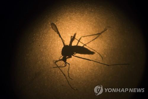 지카 바이러스를 옮기는 숲모기의 모습./연합뉴스