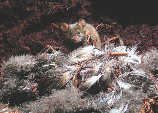 시궁쥐의 유입으로 남대서양 고프섬의 생태계가 붕괴되고 있다. 구글에서 ‘Gough Island mice’를 검색하면 쥐들에게 공격당하는 새끼 새들의 참혹한 모습을 어렵지 않게 확인할 수 있다. (사진출처: BirdLife International)