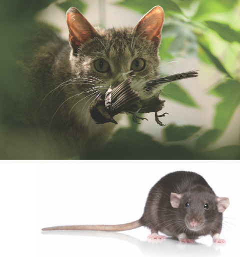 시궁쥐와 고양이<BR>시궁쥐는 섬의 생태계에 가장 큰 해악을 끼치는 침입종의 하나다. 고양이의 경우 쥐만큼 널리 퍼지지는 않았지만 파괴력만큼은 타의 추종을 불허한다.
