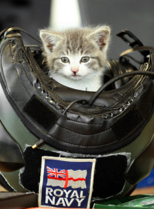 300마일을 달려온 차안에서 고양이를 구한 해군이 화제다./출처=Royal Navy 트위터