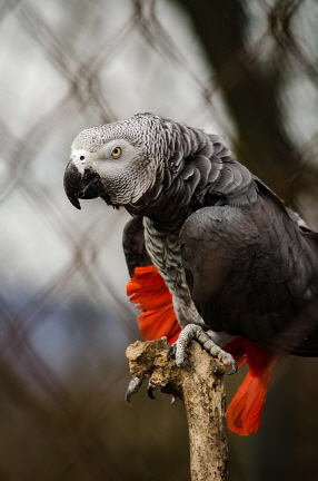 아프리카 회색 앵무새의 소리가 법정 증거로 채택될지에 관심이 쏠리고 있다./출처=구글