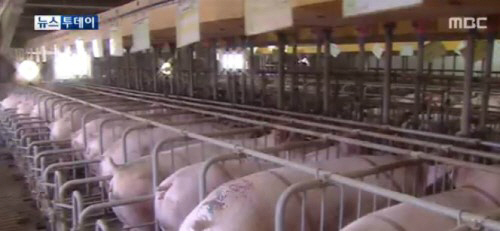 제주서 돼지 콜레라 발생, 사육-도축 돼지 1300마리 살처분 ‘1998년 이후 18년 만에 확진’