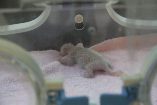 청두판다기지에서 태어난 신생아 판다의 모습. 태어난 지 5일 정도 됐다고 한다.