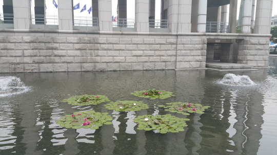 연꽃이 피어오른 전쟁기념관 연못. /연유진기자