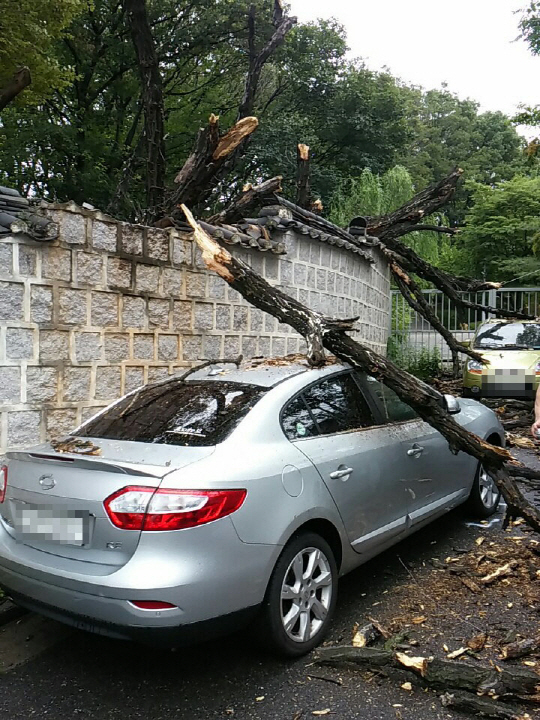 전국에 집중호우와 강풍이 몰아친 4일 서울 종로구 성균관대 법학관 건물과 창덕궁 사이에 큰 나무가 우천으로 부러지면서 담장 아래 주차된 차량을 덮쳤다./연합뉴스