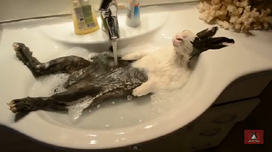 토끼에게 ‘목욕’은 극심한 스트레스를 초래한다./ 출처= 유튜브 영상 캡쳐