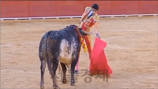 스페인에서 31년 만에 투우사가 투우 도중 소뿔에 찔려 사망했다. /출처=유투브캡쳐