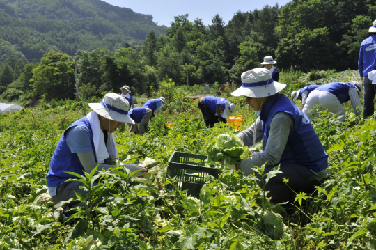 삼성엔지니어링 임직원들이 지난 9일 자매결연 마을인 강원도 횡성군 살구마을을 찾아 농산물 수확 봉사활동을 펼치고 있다./사진제공=삼성엔지니어링